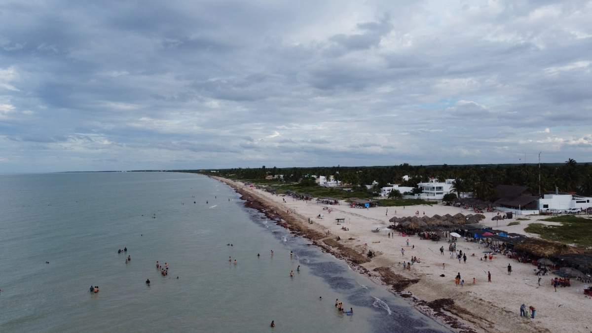 Sargazo alcanzará niveles sin precedentes este año en playas mexicanas: advierte la UNAM