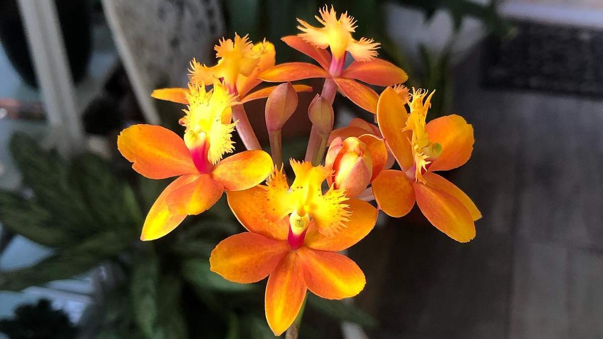 Cómo cuidar de una Orquídea Epidendrum. Fuente: (X)