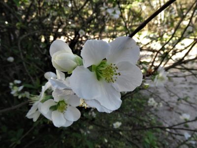 Conocé la planta que anuncia la llegada de la primavera y deslumbra con sus hermosas flores