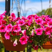 5 plantas colgantes que aman el sol directo y son perfectas para colgar en tu balcón o ventana