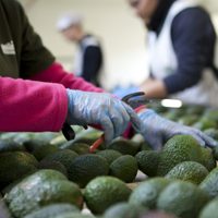Retorno de inspectores de aguacate a Michoacán será hasta resolver la inseguridad: Ken Salazar