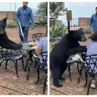 Oso ataca a una mujer en el Parque Ecológico de Chipinque, en Nuevo León (Video)