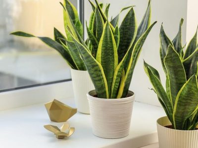 Con 2 ingredientes: el truco para que tu Sansevieria se llene de flores en solo unas semanas