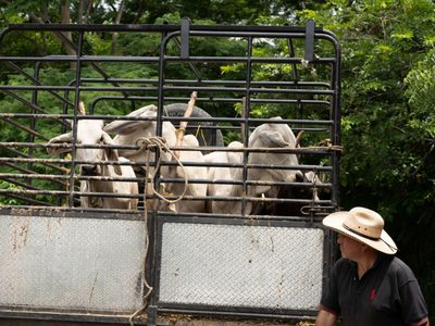 Detectan gusano barrenador en Yecapixtla, Tlaquiltenango y Coatetelco, Morelos
