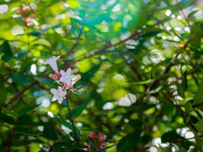El secreto para hacer tus propias plantas de cerco, gratis y sin gastar en el vivero