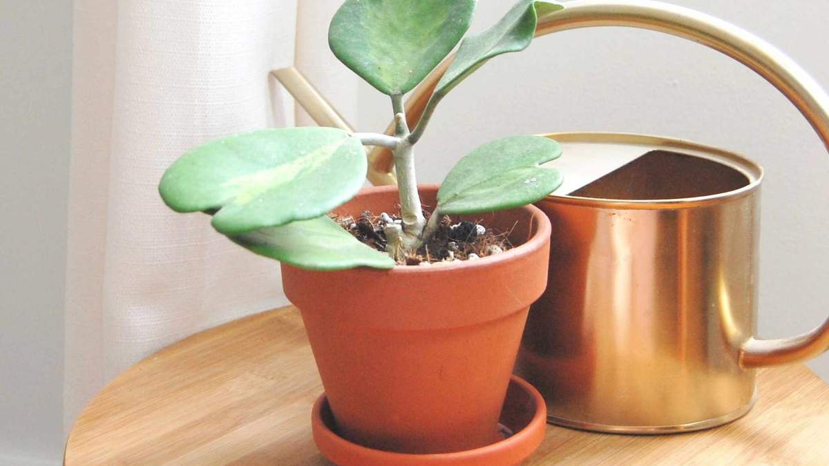 Suculenta Hoya Kerri. Fuente: (Instagram)