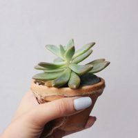 Suculentas: cómo es el truco más fácil para reproducir estas plantas, según los expertos