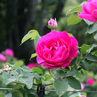 El truco que tenés que conocer para podar solo las rosas marchitas sin dañar el resto de la planta