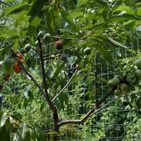 El árbol ideal para tu jardín que da frutos muy dulces y florece más de una vez en el año