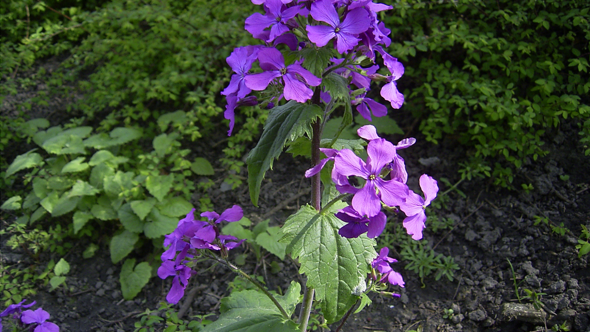 Lunaria. Fuente: (Instagram)