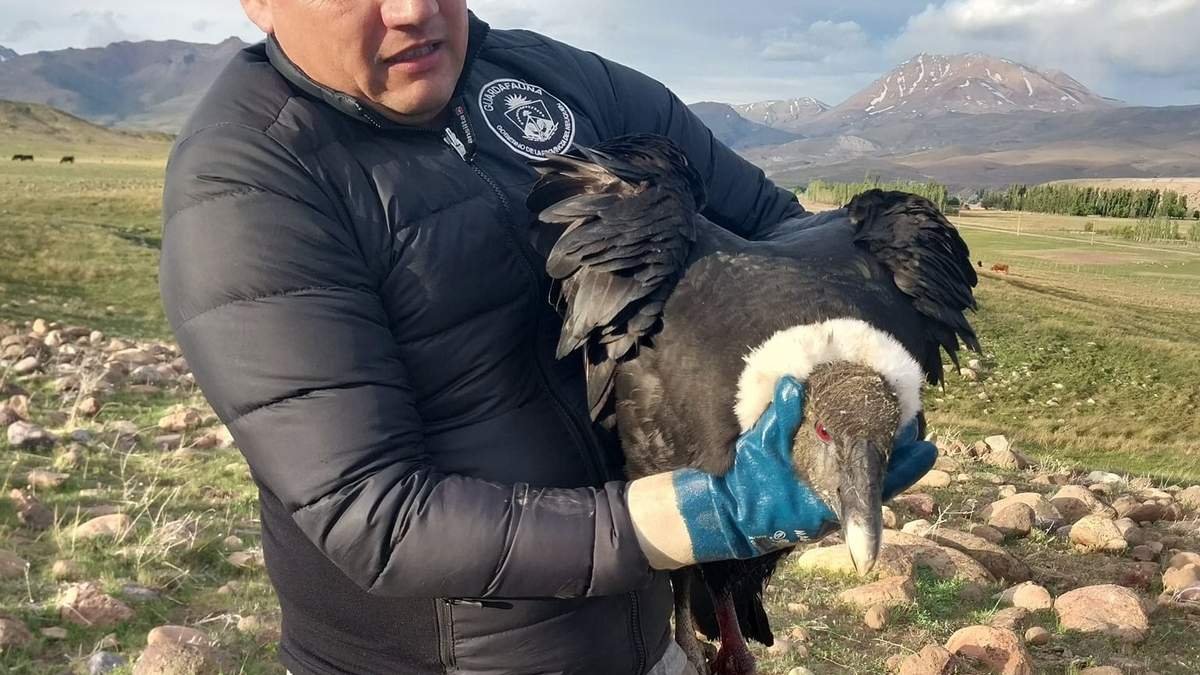 El cóndor no podía volar y fue liberado una ver que finalizó su recuperación. Fuente: (Facebook)