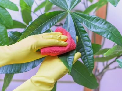El truco con pocos ingredientes para limpiar las hojas de tus plantas y lograr que tengan un toque brillante