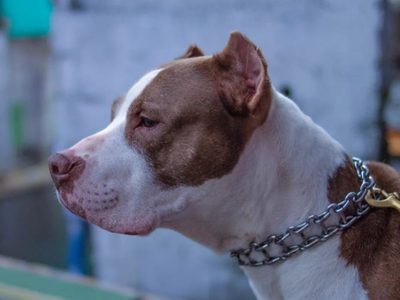 La concejal capitalina que está en contra de los pitbulls