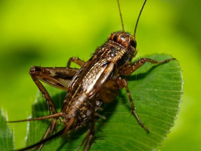 Sin químicos: el mejor truco para eliminar los insectos que dañan tus plantas después de las lluvias