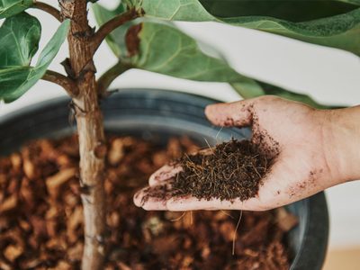 No compres fertilizantes caros: prepará el mejor abono para tus plantas en casa sin gastar un peso