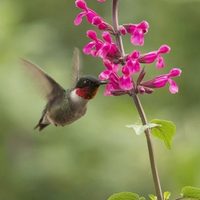 Que tu jardín se llene de flores y colibríes: estas son las 9 especies de Salvia que seguro no conocías