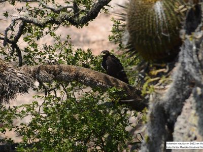 “Éxito reproductivo del águila real”: nacen 9 polluelos en 4 años en Sierra Gorda de Guanajuato
