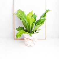 La planta de maceta que puede decorar cualquier rincón de casa y es la preferida de los principiantes