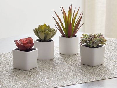 Decorá tu hogar con estas 5 mini suculentas para macetas pequeñas