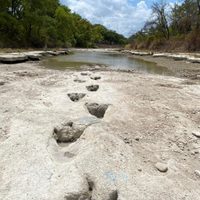 Sequía deja al descubierto huellas de dinosaurios en parque de Dallas (Video)