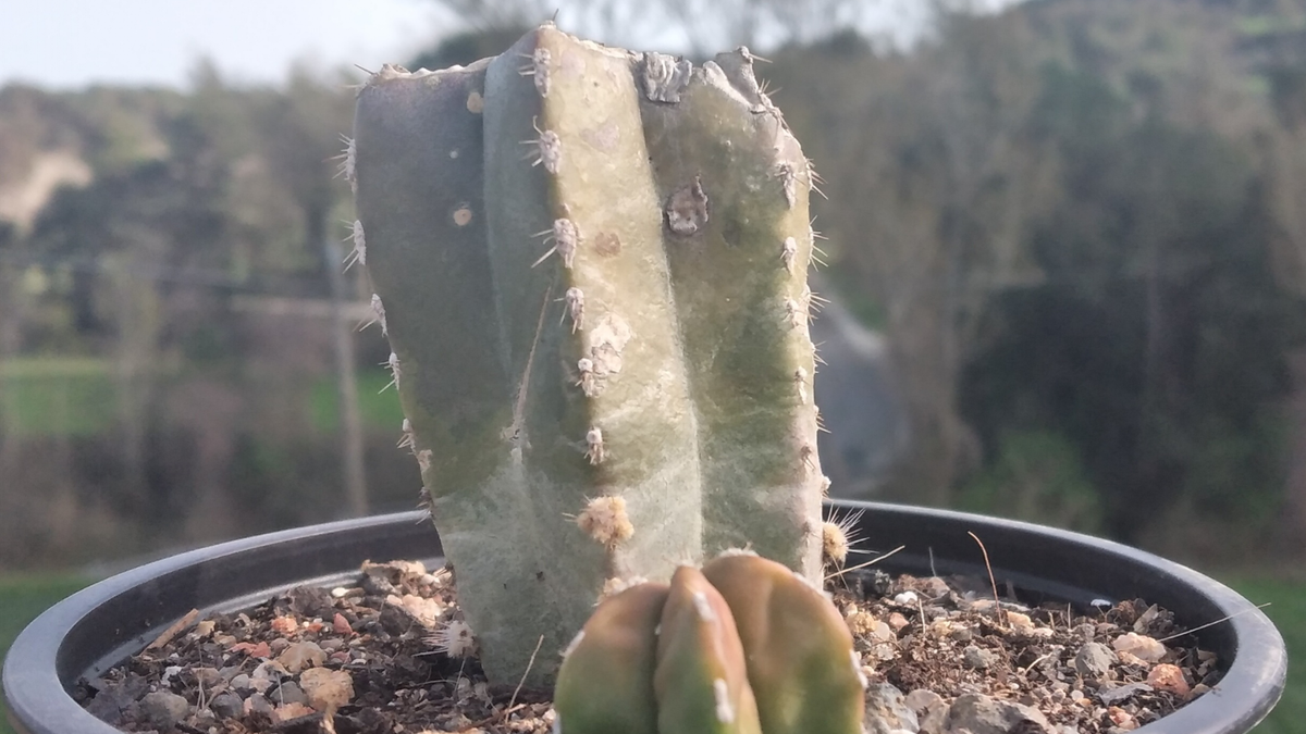Cactus. Fuente: (Instagram)