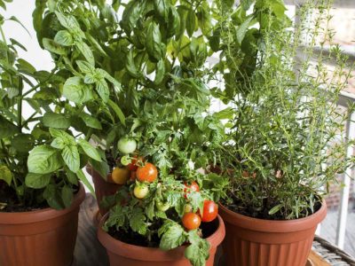 Tomates frescos en casa: el secreto para cultivarlos en maceta y que crezcan llenos de frutos