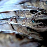 Pesca de merluza suspendida hasta julio: los motivos detrás de la veda y cómo afecta al sector