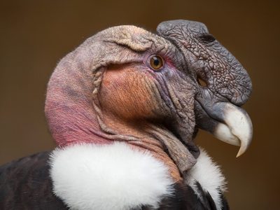 Curiosidades sobre el Cóndor Andino: el ave más grande que puede cambiar de color y sobrevivir semanas sin comida