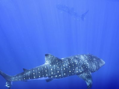 La búsqueda para descubrir el lugar de apareamiento del tiburón ballena, el pez más grande del mundo