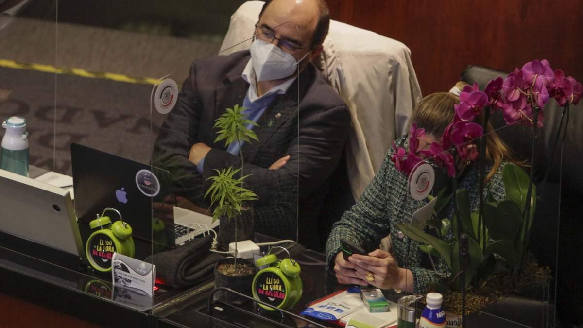El Senado aprobó el 19 de noviembre despenalizar el uso lúdico de la mariguana. Foto: Germán Canseco