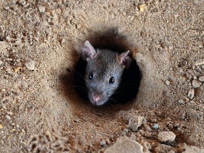 Escalofriante: una monumental plaga de ratones invade el sur de Australia
