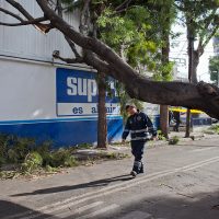 Continúan estragos por el viento en la CDMX