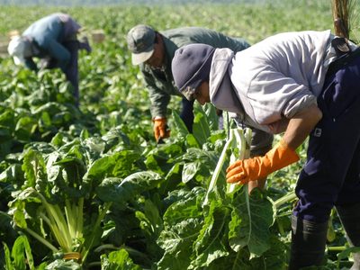 Estos son los principales beneficios que lanza el Gobierno para los trabajadores rurales