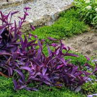 La planta con bellísimas hojas moradas que es fácil de cuidar y resiste perfectamente a la sequía