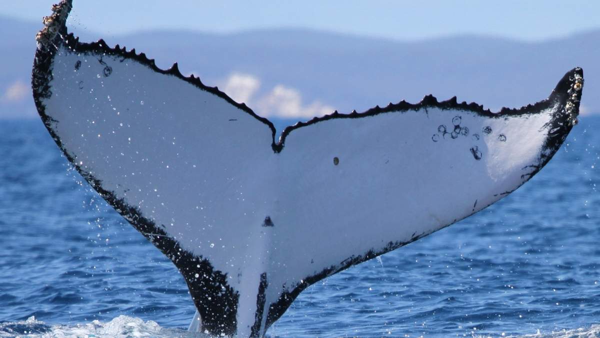 Imagen que muestra las marcas en la cola de una ballena jorobada que fue avistada en sitios de apareamiento en Australia y Brasil