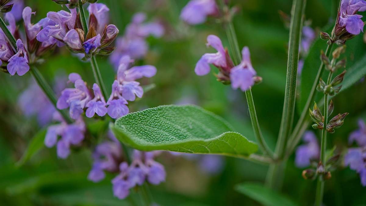 Salvias. Fuente: (Instagram)