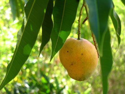 Los mangos están carísimos: tené tu propia planta con esta idea efectiva de germinación