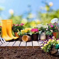 El increíble y fácil truco para reproducir por gajo cualquier planta