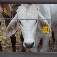 Advierten pérdidas anuales por 700 millones de dólares por gusano barrenador