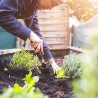 Cuándo y cómo regar tus plantas en invierno para mantenerlas sanas y rozagantes toda la temporada