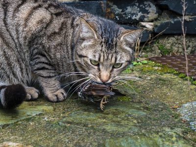 Los gatos son declarados “especie exótica invasora” en Polonia