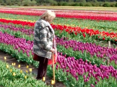 Flores para el Día de la Madre: tulipanes de Trevelin
