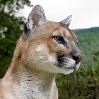 Un puma fue cazado y sacrificado por campesinos en Cacahoatán, Chiapas