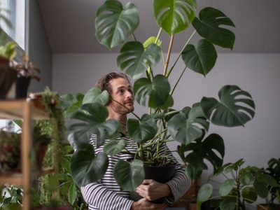 Las plantas colgantes fáciles de cuidar que el Feng Shui recomienda sí o sí tener en casa