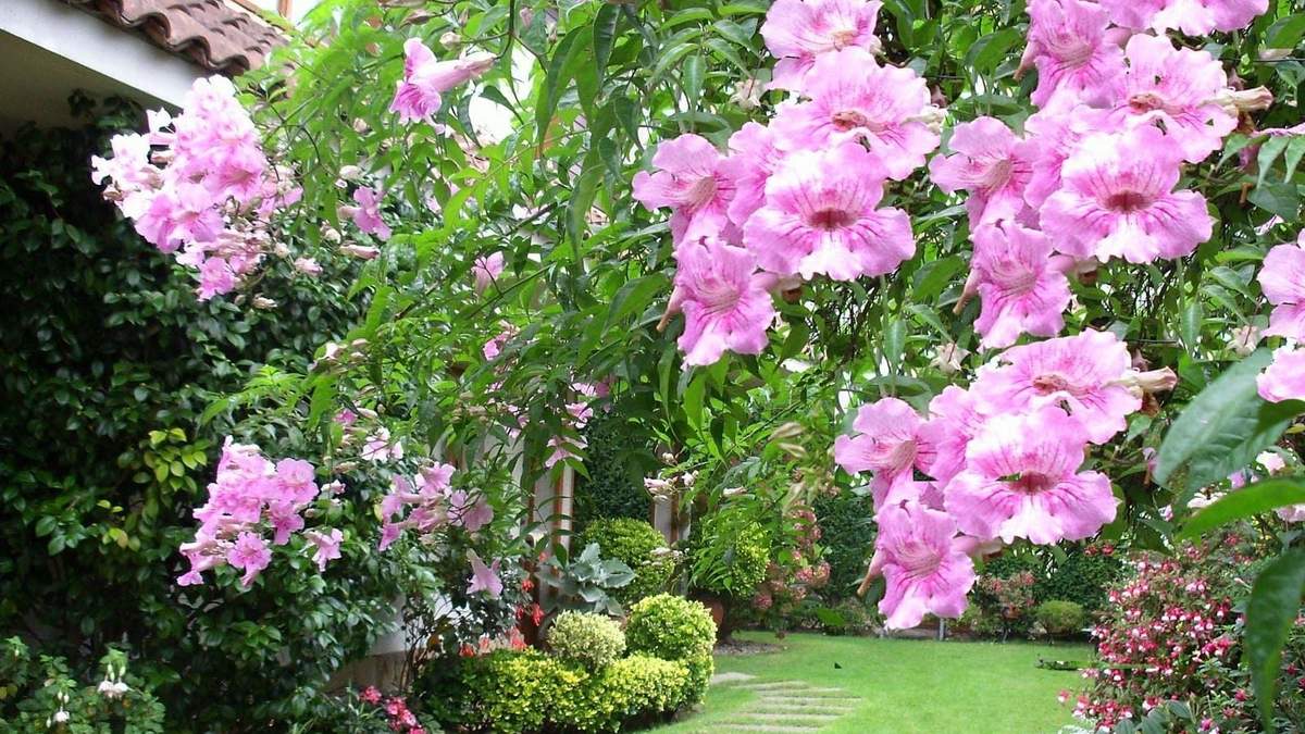 Plantas. Fuente: (Instagram)