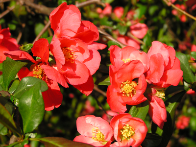 La hermosa planta japonesa que es de fácil cuidado, se llena de hermosas flores y casi no necesita agua