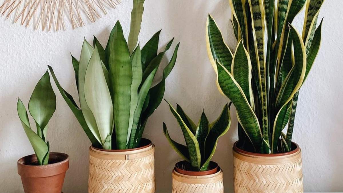 Plantas. Fuente: (X)