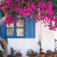 Las mejores plantas trepadoras con flores que van a decorar y perfumar tu casa todo el año