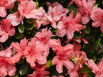 Cómo mantener intactas tus Azaleas durante el invierno: 2 consejos claves según los jardineros