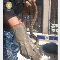 Encuentran una serpiente en el patio de una casa en Xochimilco